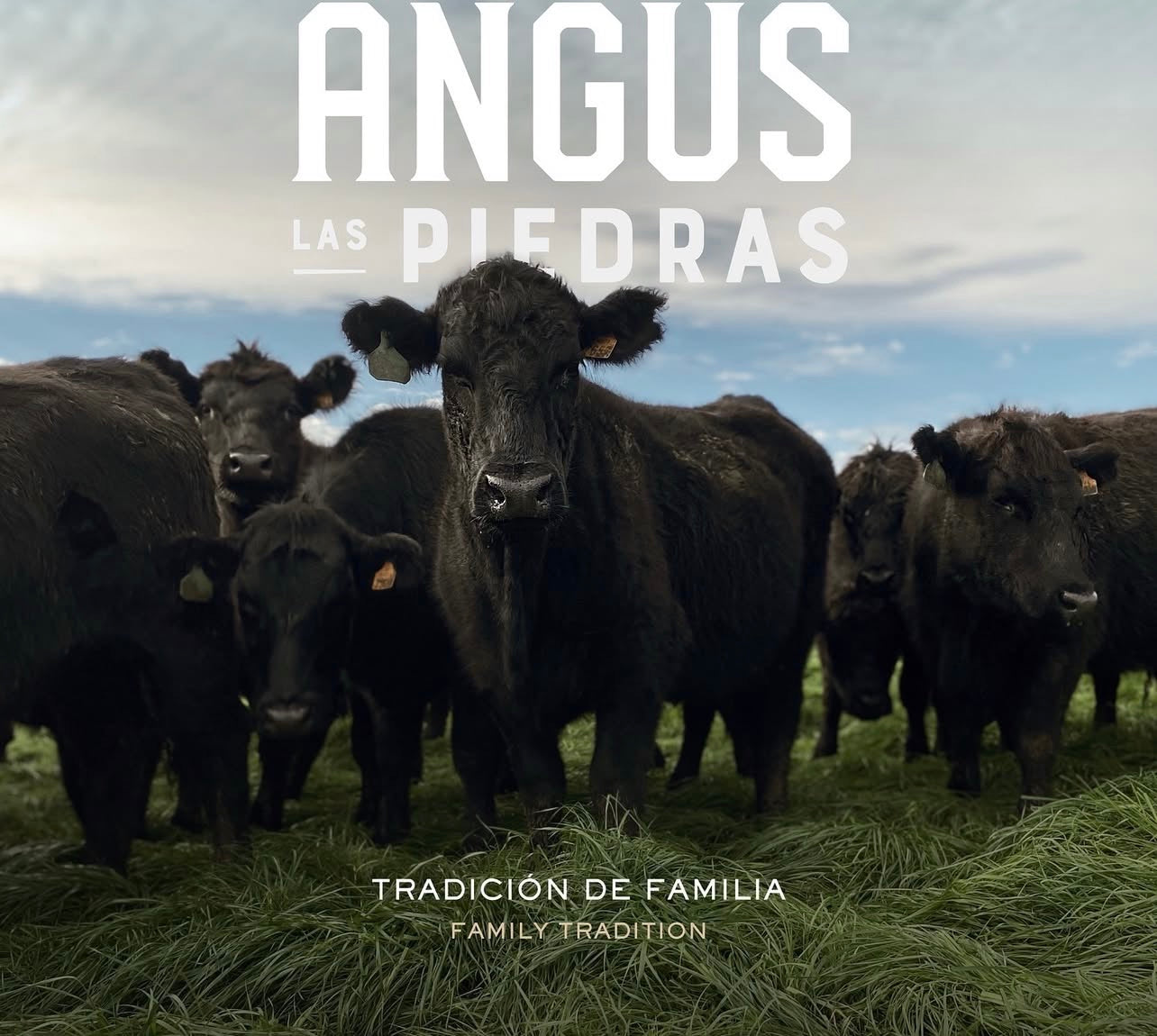 Las Piedras Black Angus Jautiena | Premium MSA 4-5 „RibEye“ Antrekotas