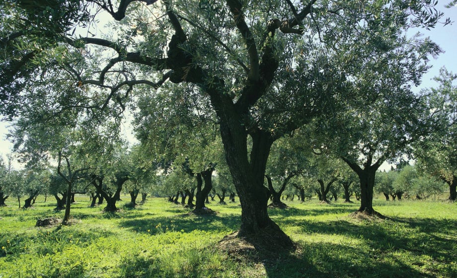 Dovanų rinkinys „Balsamic vinegar" mini „Vassilakis Estate“ 2x100ml