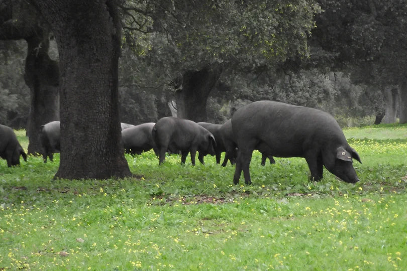 Iberiko Kiauliena  „Chorizo“ Dešrelės